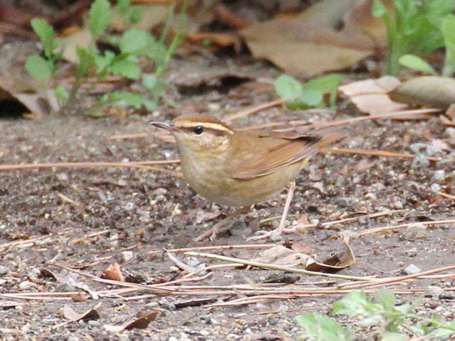 B uT@@s@@2013/04/17@ Photo by Manda