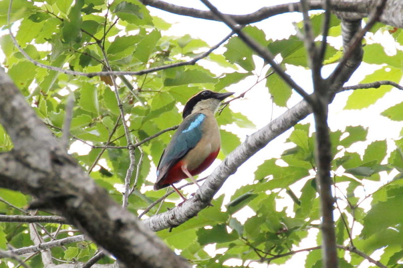 Photo-20150622　ヤイロチョウ　成鳥　（６態-3）　朽木の森　京都府　2015/06/22　Photo by Manda