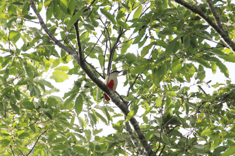 Photo-20150622　ヤイロチョウ　成鳥　（６態-4）　朽木の森　京都府　2015/06/22　Photo by Manda