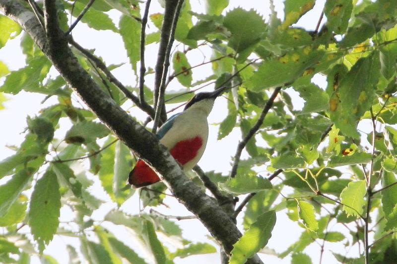 Photo-20150622　ヤイロチョウ　成鳥　（６態-5）　朽木の森　京都府　2015/06/22　Photo by Manda