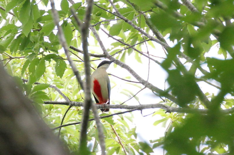Photo-20150622　ヤイロチョウ　成鳥　（６態-6）　朽木の森　京都府　2015/06/22　Photo by Manda