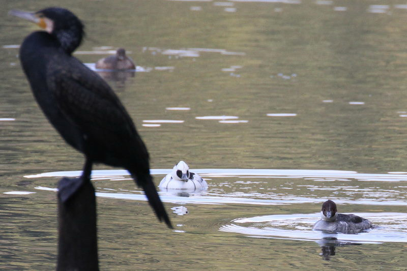 ミコアイサ　（３態-1）　山田池　枚方市　2015/01/04　Photo by manda
