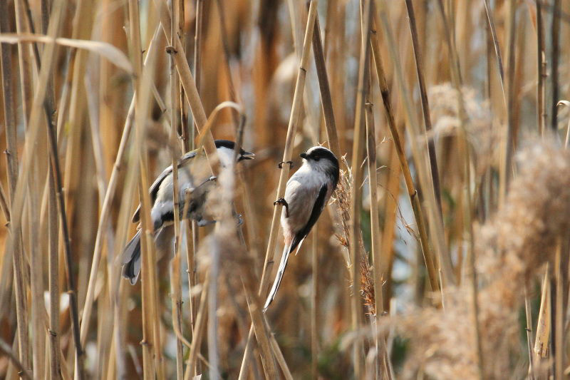 エナガとシジュウカラ　山田池　枚方市　2015/01/04　Photo by manda