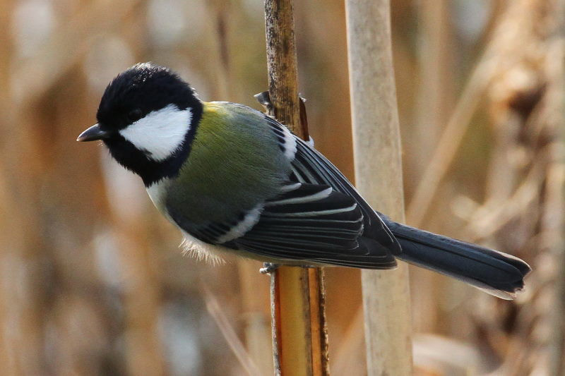 シジュウカラ　山田池　枚方市　2015/01/04　Photo by manda