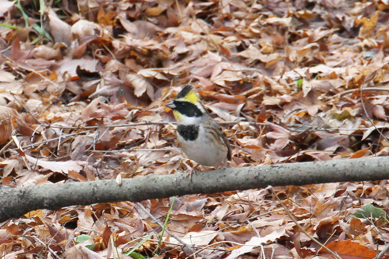 ミヤマホオジロ （２態-1）　山田池　枚方市　2015/01/04　Photo by manda