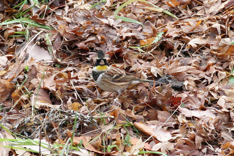 ミヤマホオジロ （２態-2）　山田池　枚方市　2015/01/04　Photo by manda
