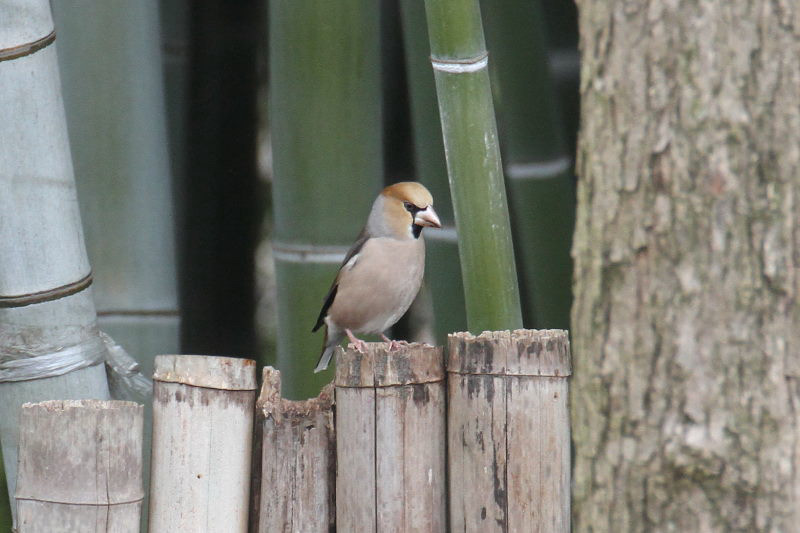 シメ　山田池　枚方市　2015/01/04　Photo by manda