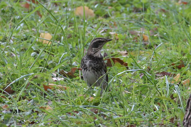 ツグミ　山田池　枚方市　2015/01/04　Photo by manda