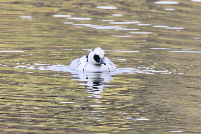 ミコアイサ　（３態-2）　山田池　枚方市　2015/01/04　Photo by manda