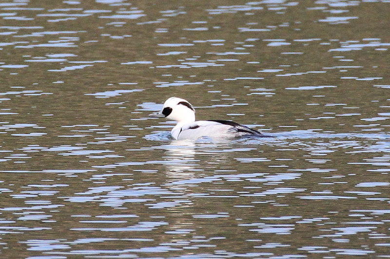 ミコアイサ　（３態-3）　山田池　枚方市　2015/01/04　Photo by manda