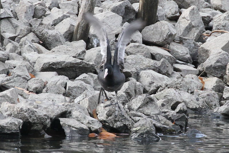 オオバン　（２態-1）　山田池　枚方市　2015/01/04　Photo by manda