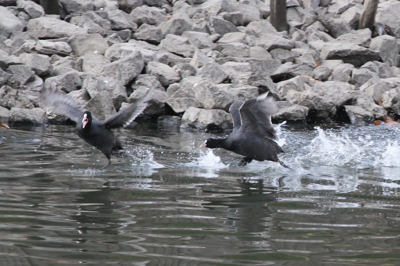 オオバン　（２態-）　山田池　枚方市　2015/01/04　Photo by manda