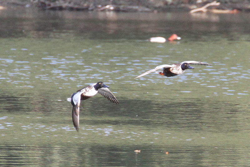 ハシビロガモ　♂　山田池　枚方市　2015/01/04　Photo by manda
