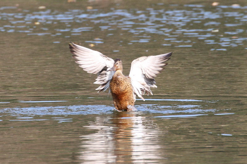 ハシビロガモ　♀　山田池　枚方市　2015/01/04　Photo by manda