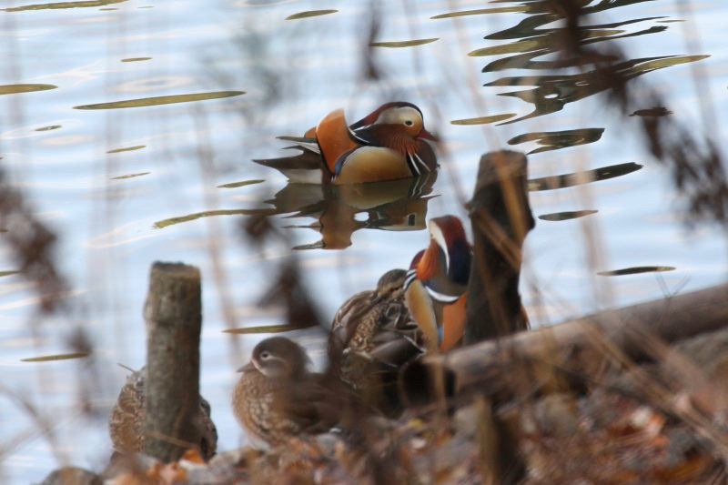 オシドリ雌雄　山田池　枚方市　2015/01/04　Photo by manda