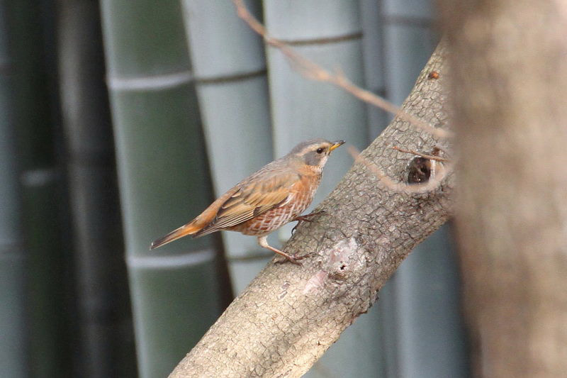 ハチジョウツグミ　山田池　枚方市　2015/01/04　Photo by manda