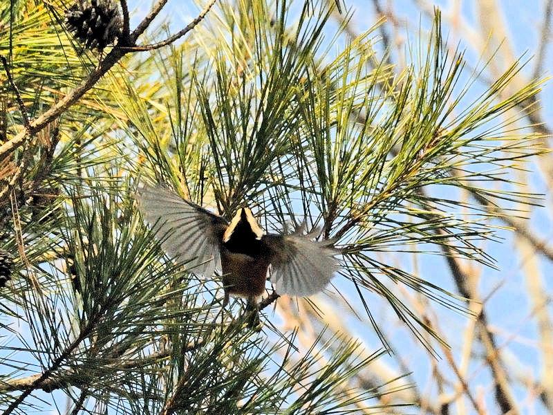くろんど池の野鳥たち（１５態-14） くろんど池　生駒市 2018/01/15　Photo by Kohyuh （写真提供：　好酉）