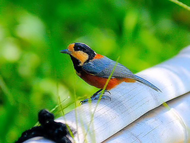 ① ヤマガラ 成鳥 御所 京都市 2012/09/20 Photo by Kohyuh ① ヤマガラ 成鳥 御所 京都市 2012/09/20 Photo by Kohyuh