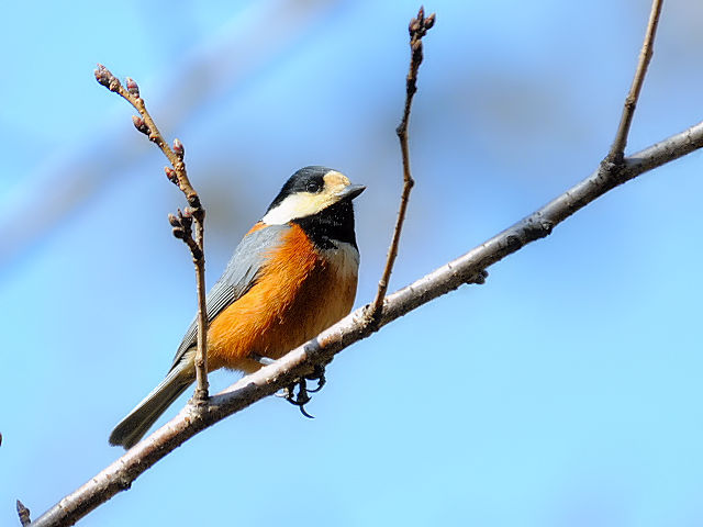 B }K@@ls@ݍ@ 2013/02/28@Photo by Kohyuh