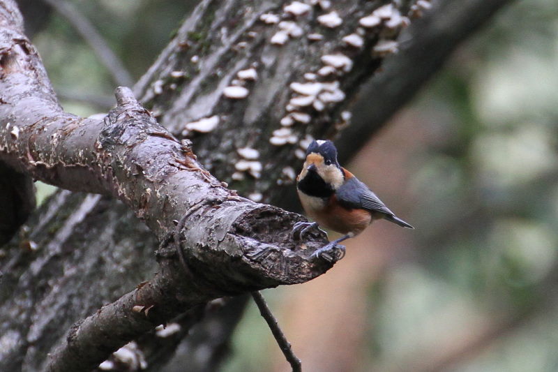ヤマガラ （２態-1）　2015/10/30　男山　八幡市　 Photo by Manda