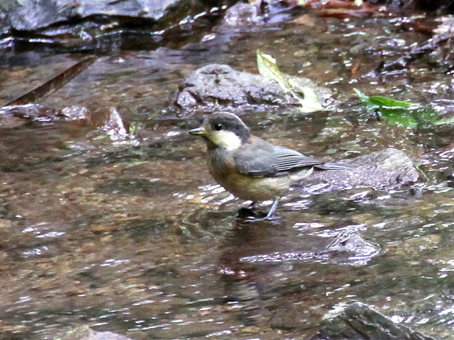 }K@c@ʎs@ʁ@2014/06/20@Photo by Manda@iʐ^񋟁F@ݓcj