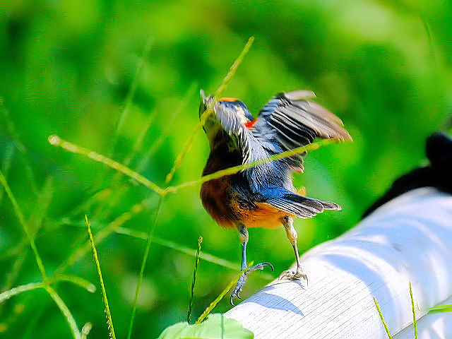 ② ヤマガラ 成鳥 御所 京都市 2012/09/20 Photo by Kohyuh ② ヤマガラ 成鳥 御所 京都市 2012/09/20 Photo by Kohyuh