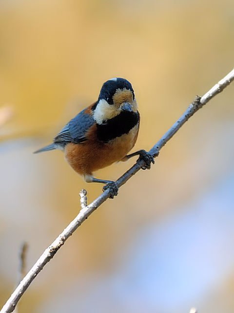 C }K@@ls@ݍ@ 2013/02/28@Photo by Kohyuh