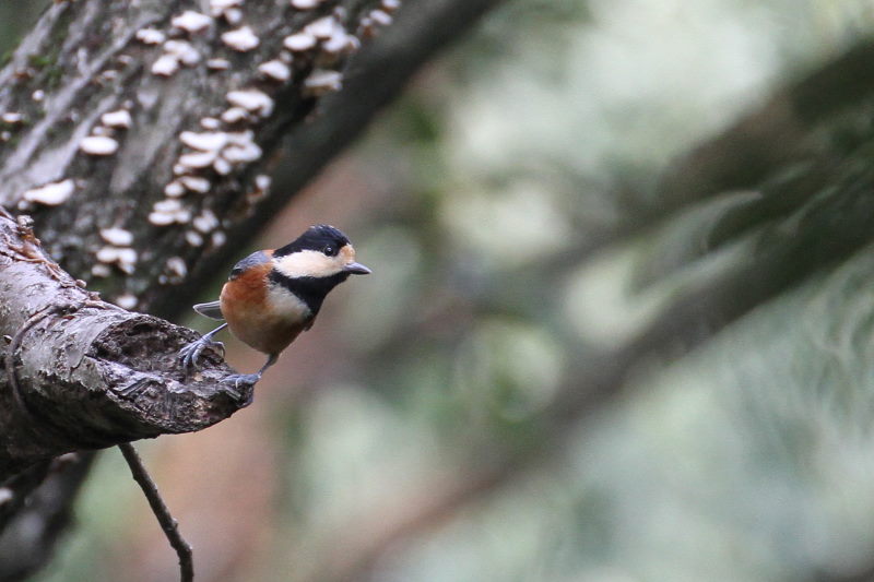 ヤマガラ （２態-2）　2015/10/30　男山　八幡市　 Photo by Manda
