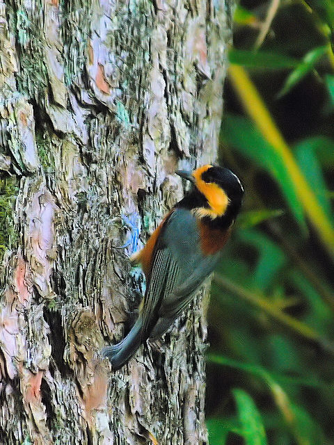 ③ ヤマガラ 成鳥 御所 京都市 2012/09/20 Photo by Kohyuh ③ ヤマガラ 成鳥 御所 京都市 2012/09/20 Photo by Kohyuh