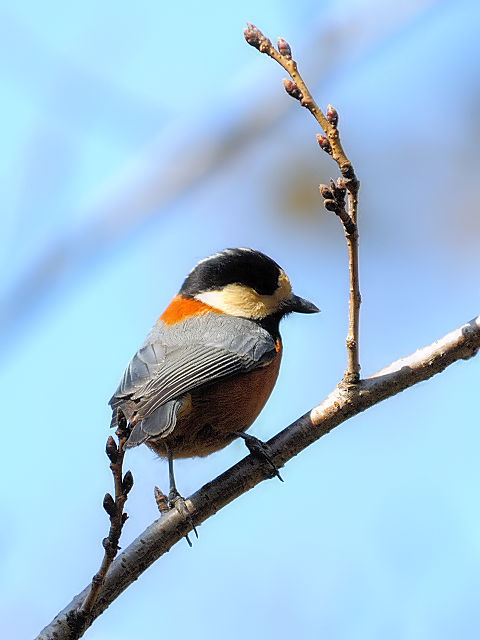 D }K@@ls@ݍ@ 2013/02/28@Photo by Kohyuh