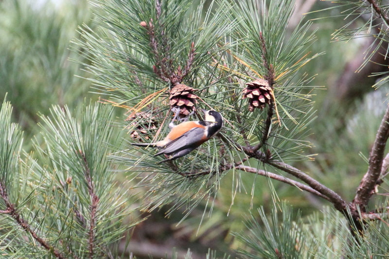 }K@@iT-3j@Nhr@s@2014/10/25@Photo by Manda