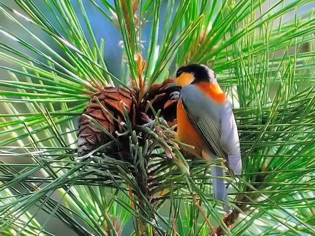 ⑤ ヤマガラ 成鳥 御所 京都市 2012/09/20 Photo by Kohyuh ⑤ ヤマガラ 成鳥 御所 京都市 2012/09/20 Photo by Kohyuh
