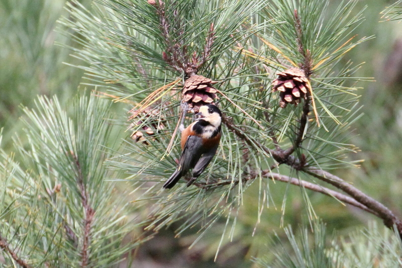 }K@@iT-4j@Nhr@s@2014/10/25@Photo by Manda