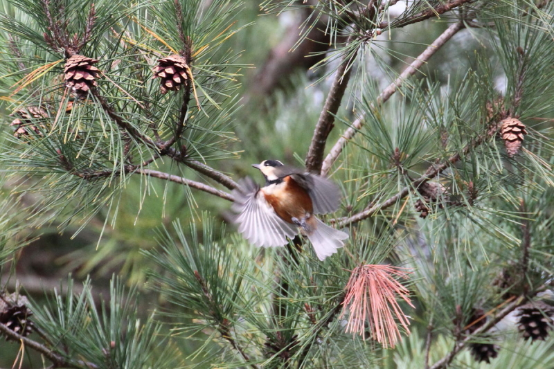 }K@@iT-5j@Nhr@s@2014/10/25@Photo by Manda