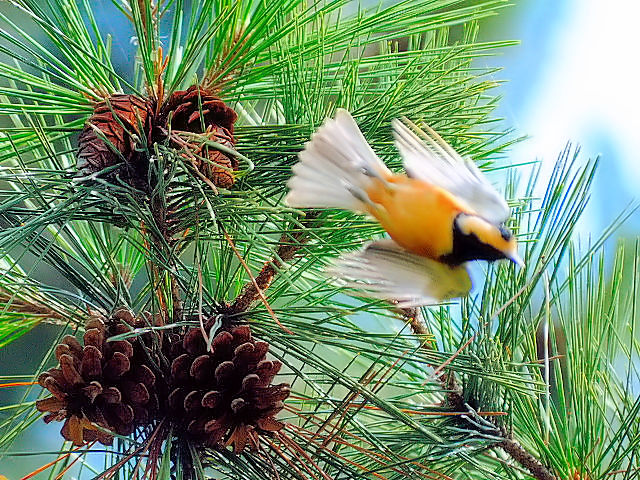 ⑦ ヤマガラ 成鳥 御所 京都市 2012/09/20 Photo by Kohyuh ⑦ ヤマガラ 成鳥 御所 京都市 2012/09/20 Photo by Kohyuh