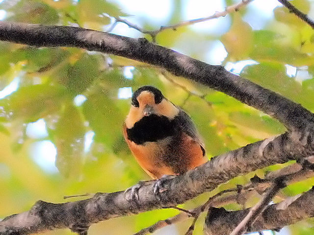 ④ ヤマガラ 成鳥 大阪城 大阪市 2012/10/19 Photo by Kohyuh ④ ヤマガラ 成鳥 大阪城 大阪市 2012/10/19 Photo by Kohyuh