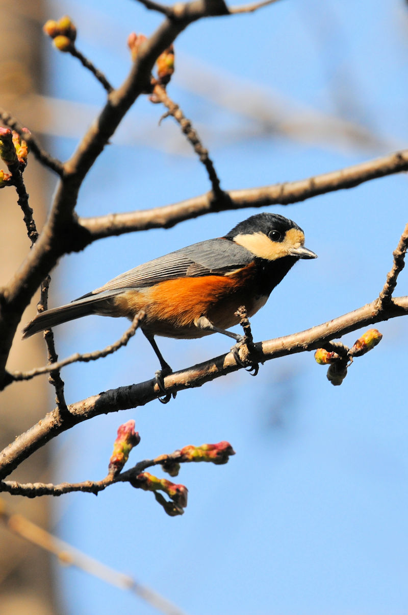 }K  jR@s@2021/03/18@Photo by Kohyuh