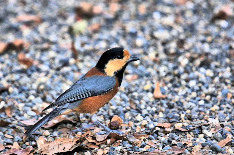 }K @jR@s@2021/11/16@Photo by Kohyuh