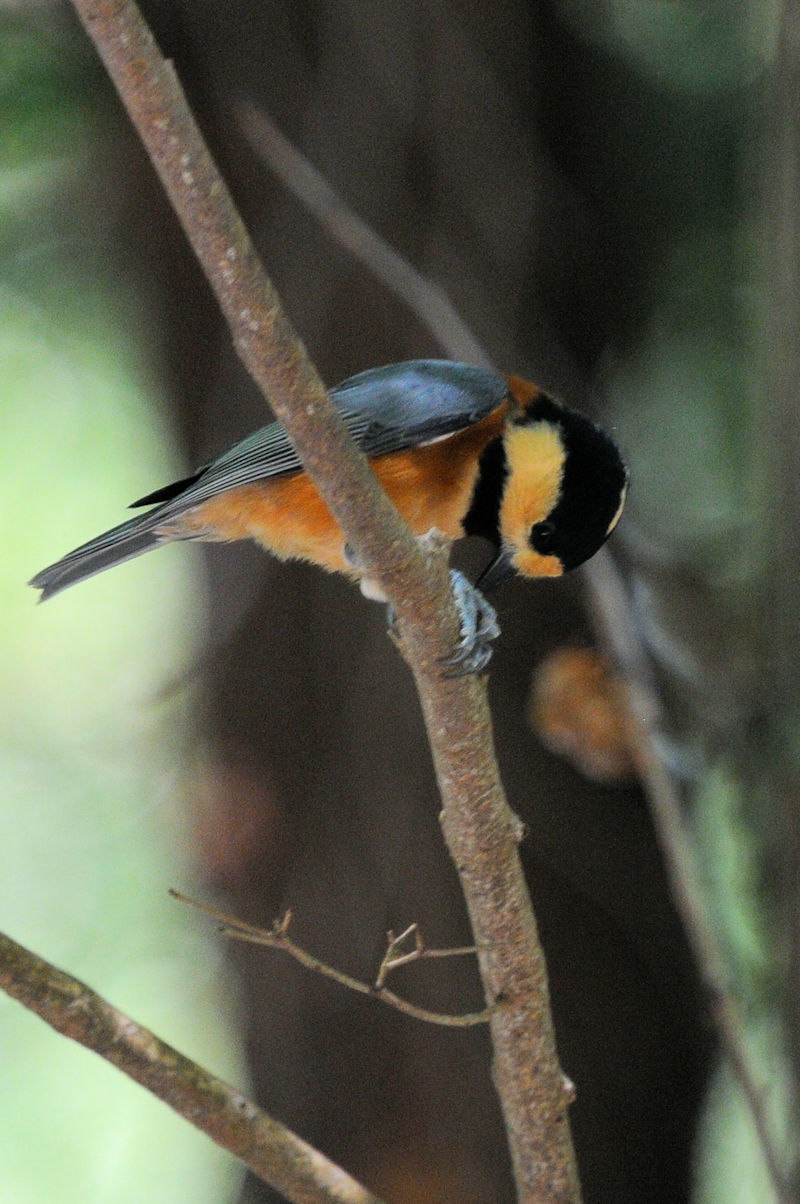 ヤマガラ 成鳥 石清水八幡宮境内 八幡市 2023/09/01 Photo by Kohyuh ヤマガラ 成鳥 石清水八幡宮境内 八幡市 2023/09/01 Photo by Kohyuh