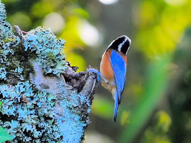 ⑥ ヤマガラ 成鳥 千里南公園 吹田市 2012/09/26 Photo by Kohyuh ⑥ ヤマガラ 成鳥 千里南公園 吹田市 2012/09/26 Photo by Kohyuh