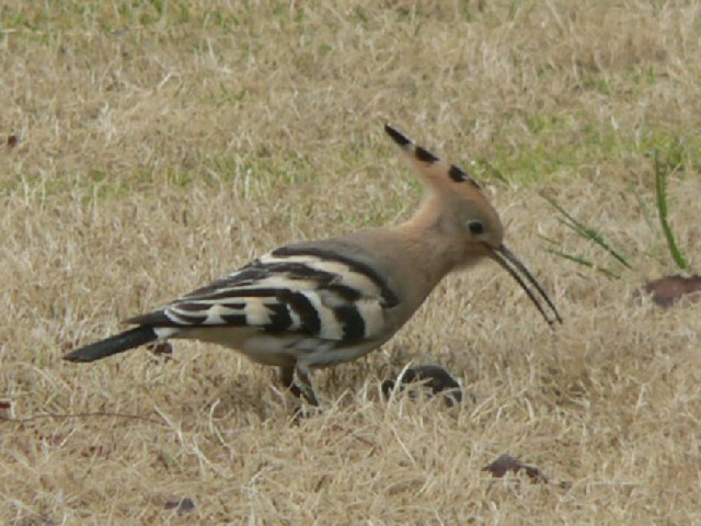 @ cKV@s{A@2006/03/31@Photo by Takase