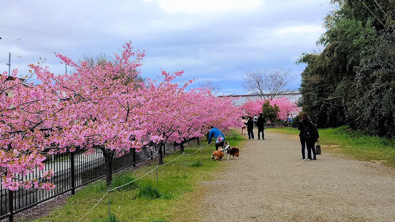 ͒Í@H@@ss@2022/03/19@Photo by Kohyuh