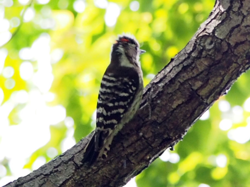 コゲラ　今が旬だよ　淀川の野鳥たち　淀川　枚方市　2015/05/24　Photo by Nagamura