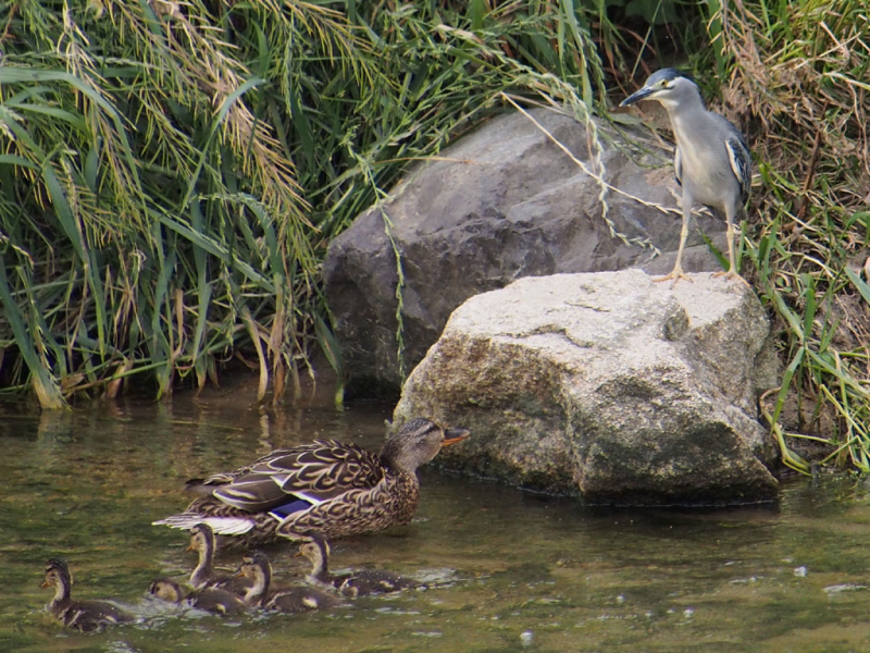 ササゴイと子連れカルガモ　今が旬だよ　淀川の野鳥たち　淀川　枚方市　2015/05/24　Photo by Nagamura