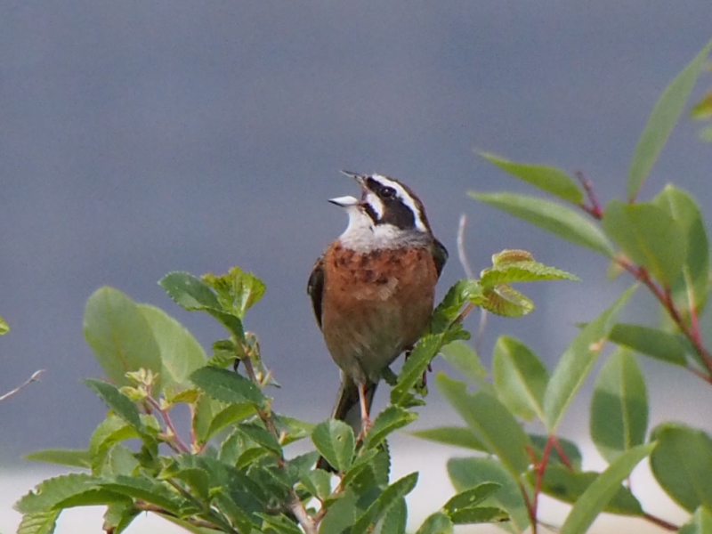 ホオジロ　今が旬だよ　淀川の野鳥たち　淀川　枚方市　2015/05/24　Photo by Nagamura