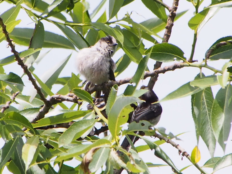 エナガの幼鳥　今が旬だよ　淀川の野鳥たち　淀川　枚方市　2015/05/24　Photo by Nagamura