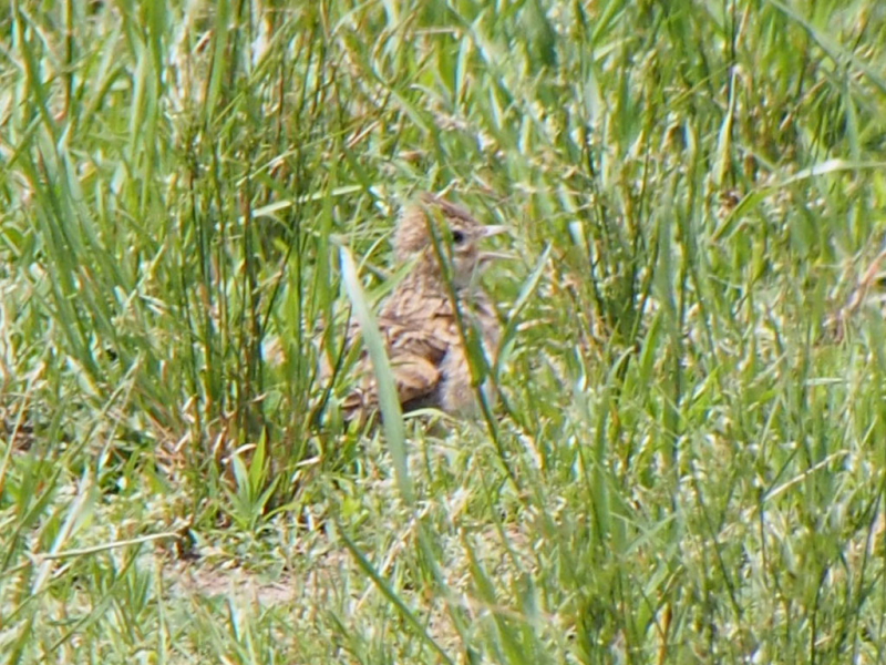 ヒバリ　今が旬だよ　淀川の野鳥たち　淀川　枚方市　2015/05/24　Photo by Nagamura