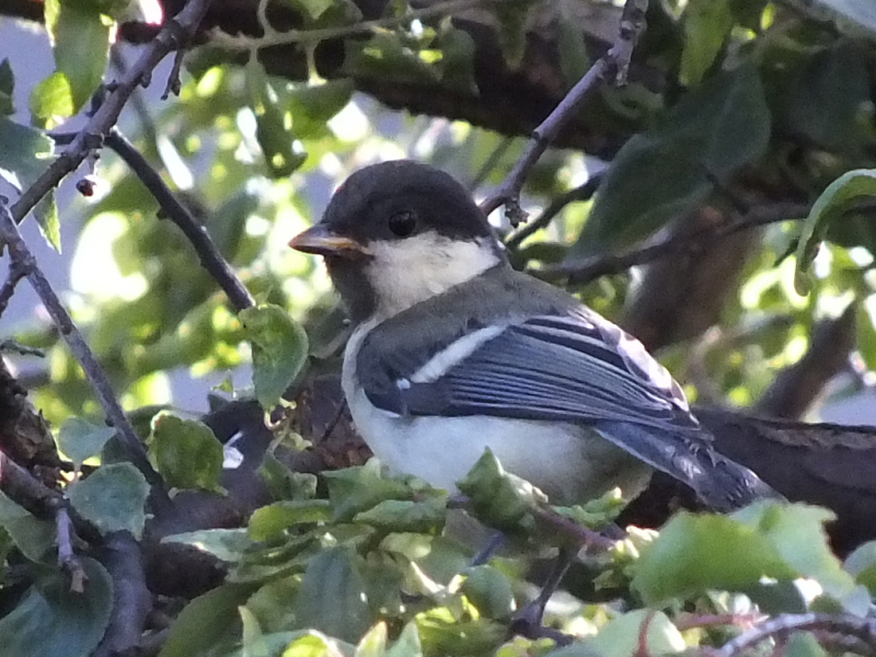 シジュウカラの幼鳥　今が旬だよ　自宅にて　枚方市　2015/05/22　Photo by Nagamura