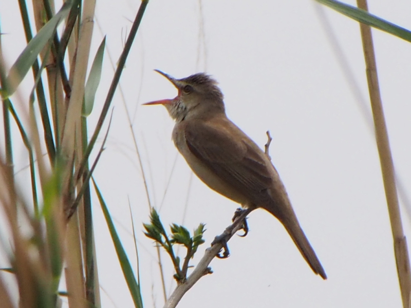 オオヨシキリ　今が旬だよ　淀川の野鳥たち　淀川　枚方市　2015/04/02　Photo by Nagamura