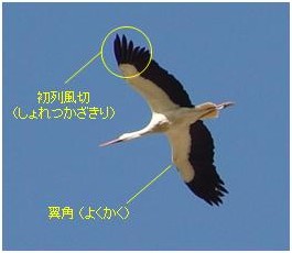 翼角　初列風切